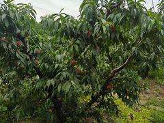 -老袁家蜜桃农场·阳山水蜜桃