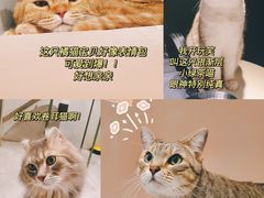 -猫儿山۰猫主题餐厅