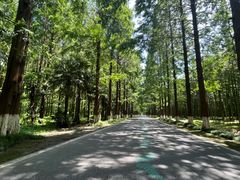 -黄海国家森林公园