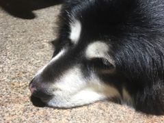 -more than meow吴止猫主题餐厅(承德 中船汇店)