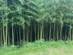 -黄海国家森林公园