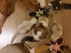 -猫腻·猫咖·撸猫馆(星光大道店)