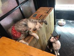 -猫色咖啡·猫咖