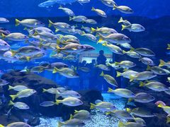 -海合安武汉极地海洋公园