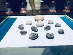 -青岛贝壳博物馆