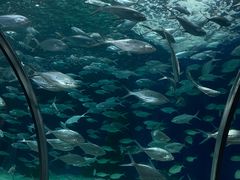 -上海海洋水族馆