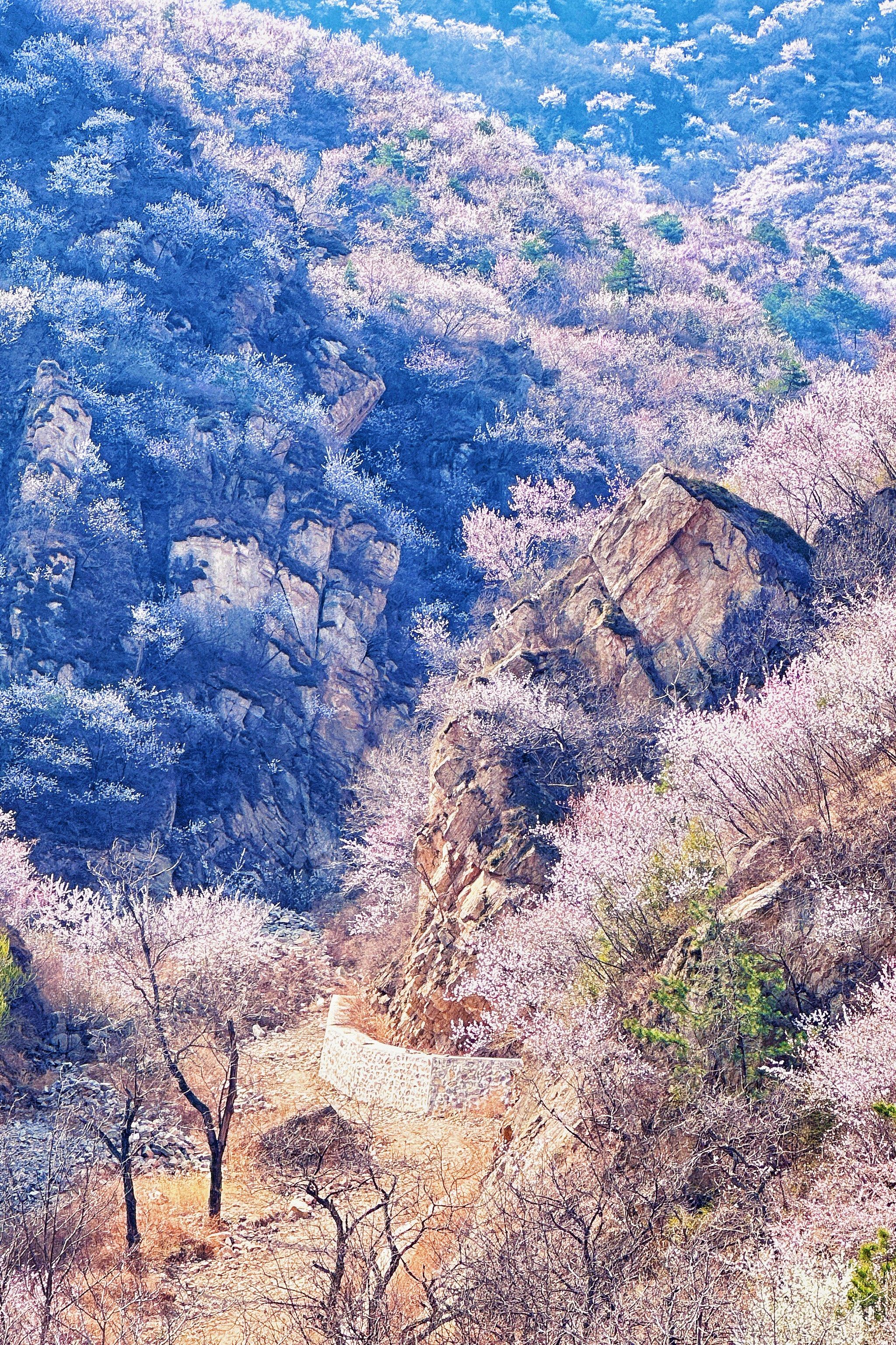 94一片一片山桃花