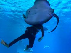 -烟台海昌鲸鲨海洋公园