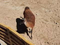 -鄂尔多斯野生动物园