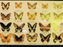 -恋物百货商店(华侨城店)