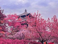 -西安青龙寺遗址景区