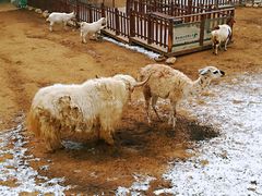 -西安秦岭野生动物园