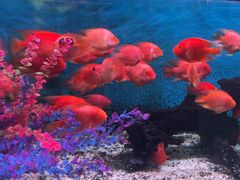 -沙沙哗啦海洋馆(华宇百花谷店)