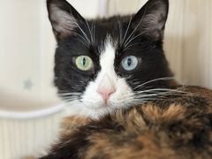 -纳吉亚猫专科动物医院博雅分院