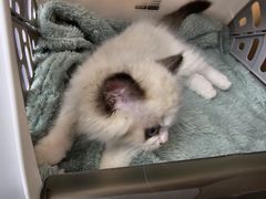 -瑞派康怡24h宠物医院·犬猫医疗中心·微创绝育(瑞景分院)