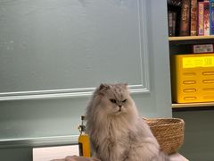 -安格丽娜·狗咖·猫咖羊驼咖(春熙路百盛商场店)