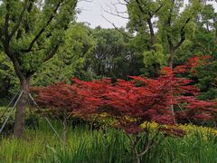 -昆山城市生态森林公园