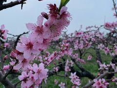 -樂桃源奉贤黄桃种植采摘基地