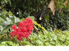 -西双版纳原始森林公园