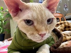 -COLOR PETS 撸猫馆·购猫·猫咖(长风大悦城店)