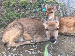 -鹿境梅花鹿生态园区