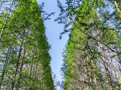 -禹州森林植物园