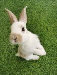 -萌宠亲子动物乐园(槐房万达店)