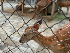 -长白岛森林公园