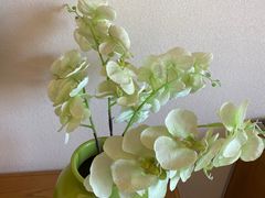 -扁鹊湖阿尔卡迪亚国际度假酒店
