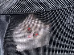 -艾吉宠物医院·疑难杂症转诊中心·猫友好(碧江路院)
