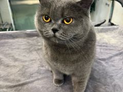 -动物缘宠物医院·骨科·猫科(西二环店)