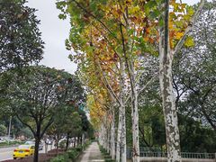 -重庆彩云湖湿地公园