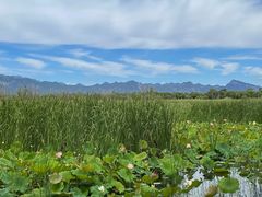 -野鸭湖国家湿地公园
