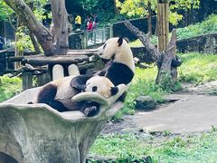 -都江堰中华大熊猫苑