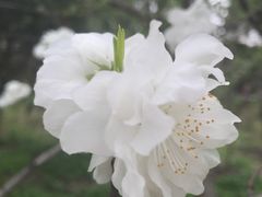 -南汇桃花村