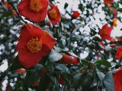 -玄武湖景区-情侣园游乐场