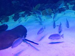 -芜湖新华联大白鲸海洋公园