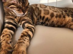 -猫腻·猫咖·撸猫馆(星光大道店)