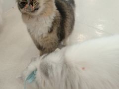 -共舞时光猫咖·狗咖(新街口店)