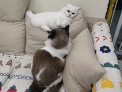 -柚子猫舍·精品猫舍购猫·猫咪认养·购宠·宠物店