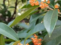 -证大大拇指广场(芳甸路店)