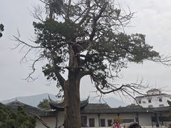 -香雪海
