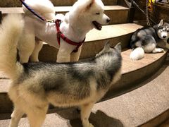 -more than meow吴止猫主题餐厅(承德 中船汇店)