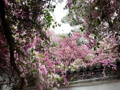 -深圳国际园林花卉博览园