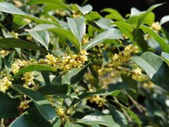 -灯盏窝饭店(新都分店)