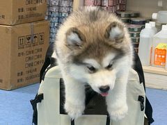 -博特宠物医院24h犬猫全科.骨科·异宠