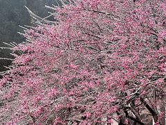-韬光茶庵