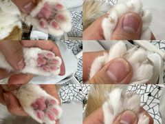 -momokira米努特·德文卷毛猫·棉花面纱犬