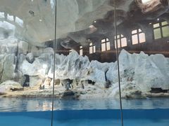 -帝企鹅自助餐厅•儿童岛•真企鹅(长隆企鹅酒店)