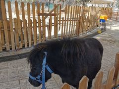 -海合安武汉极地海洋公园